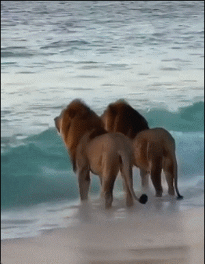一起看大海的雄狮 ​​​