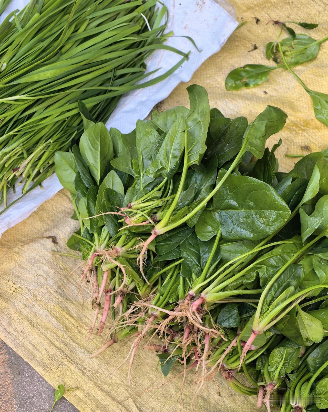 发现个超治愈的生活小细节！
寒冬的早市，最暖人的就是农家蔬菜摊！
带着霜气的菠菜