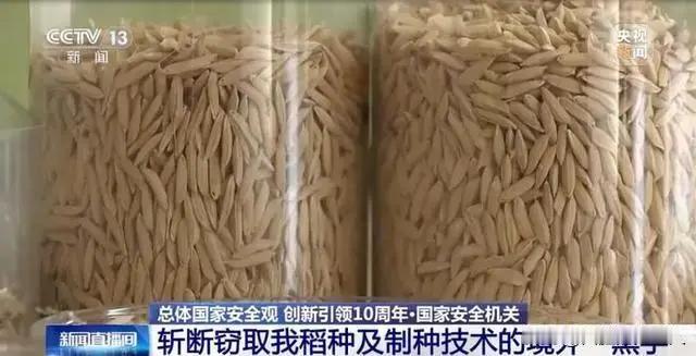 “应该立即死刑！”央视新闻在4月14日曝光了一起惊天大案：我国杂交水稻之父袁隆平