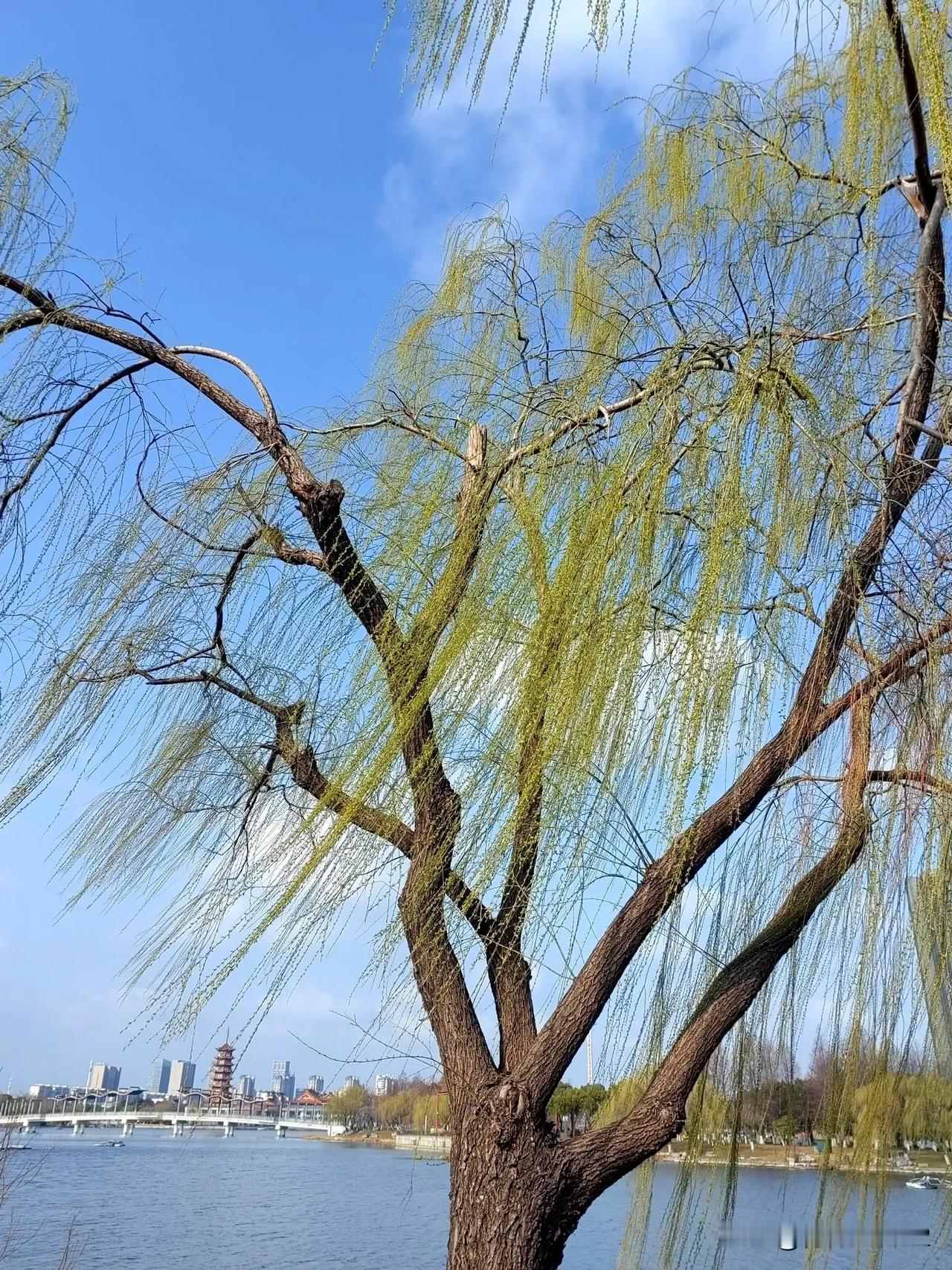 草长莺飞二月天，
拂堤杨柳醉春烟。