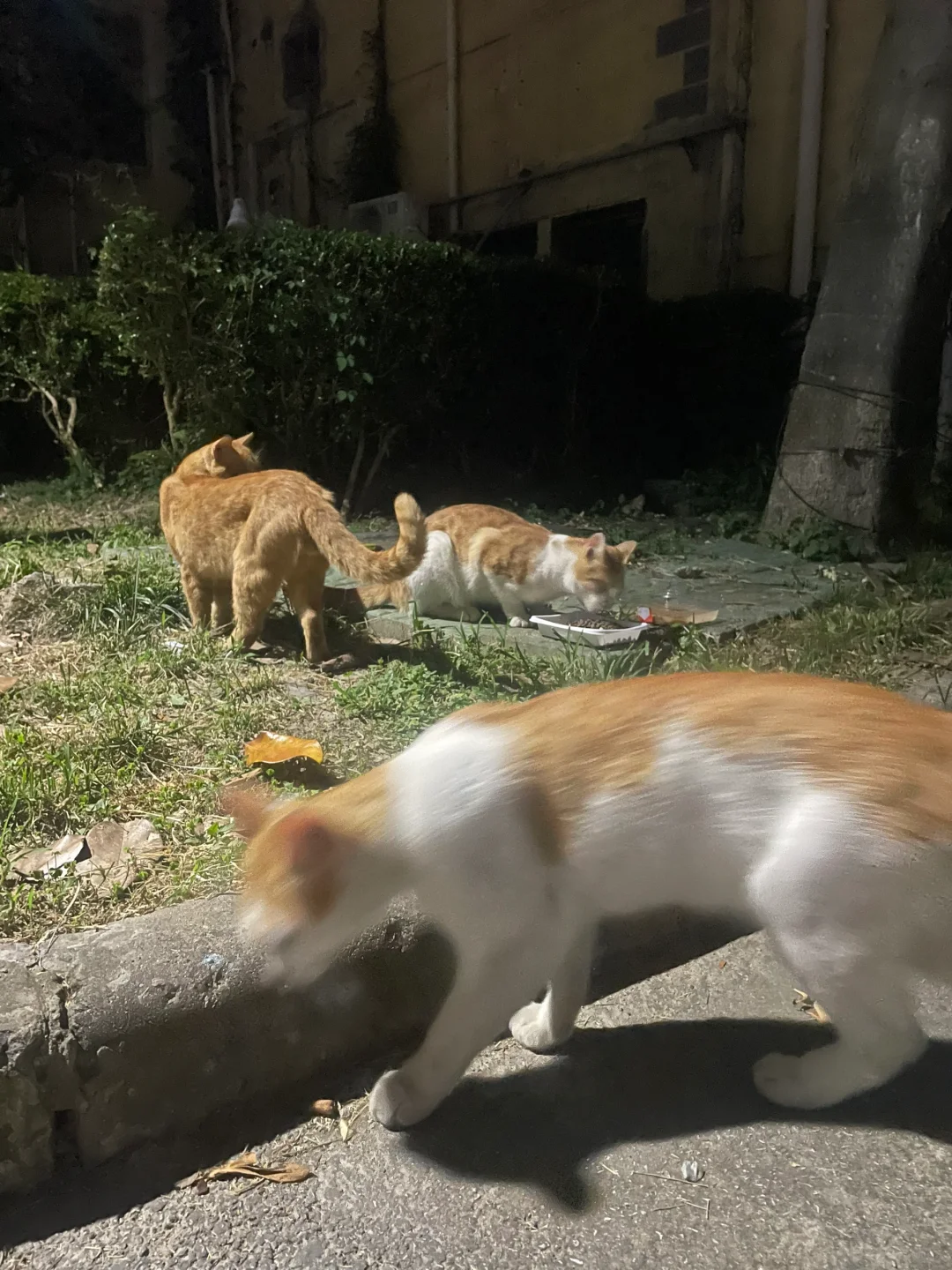 恰顿饱饭