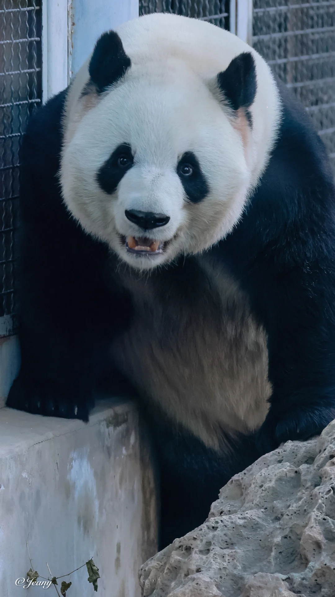 12.2萌兰🐼兰兰期待的眼神看得我心融化😍