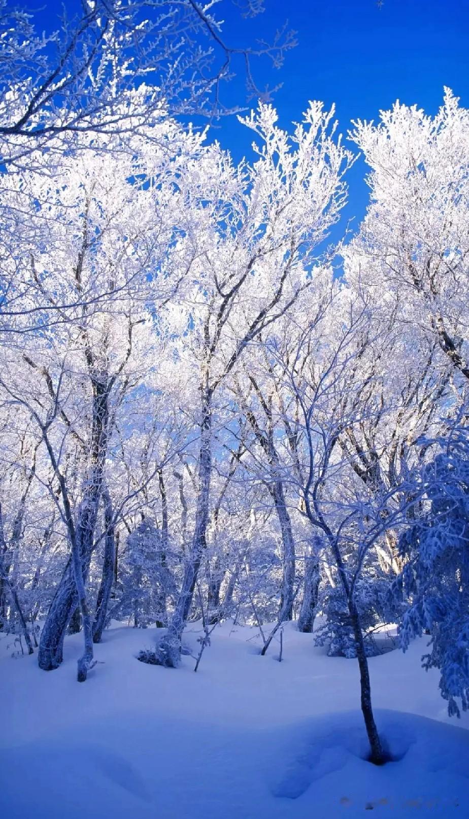 三五七言•雪花
秋未远，雪花飘，
彩秋染冰霜，冬季忙登场。
坐在厅堂往远望，激情