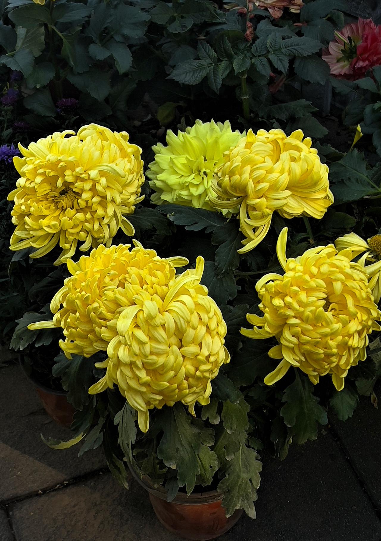 分享手机相册里的一组菊花