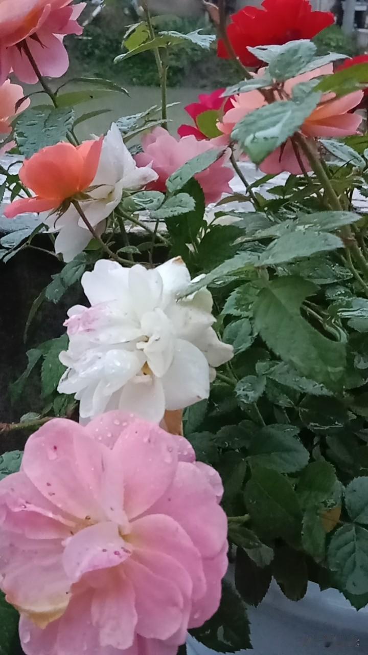 清晨醒来，睁开双眼，
感悟了还拥有一个健康的身体比什么都强
开始一天的生活，
没