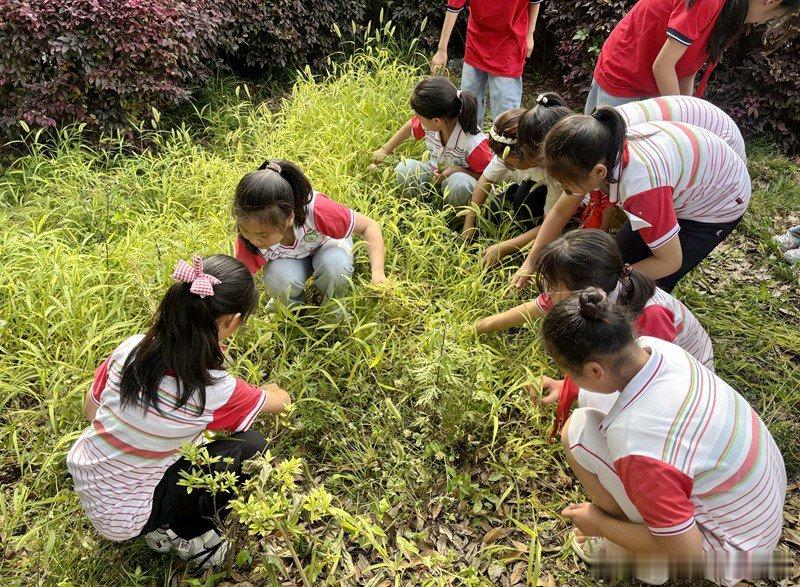 房县校园 房县东城小学：躬行劳动践初心 美化校园齐行动校园房县十堰爆料 房县新闻