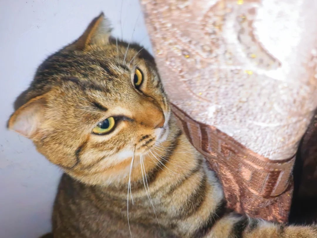 怎么会有半夜不睡觉的猫