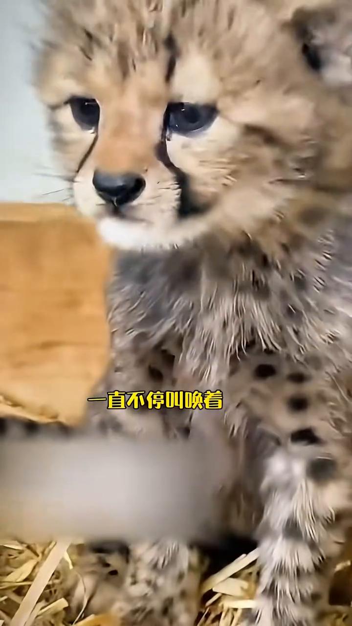 护林员巡逻时救助了只被遗弃的小幼崽，多年后再见到恩人时一眼认出激动相拥。
可怜的