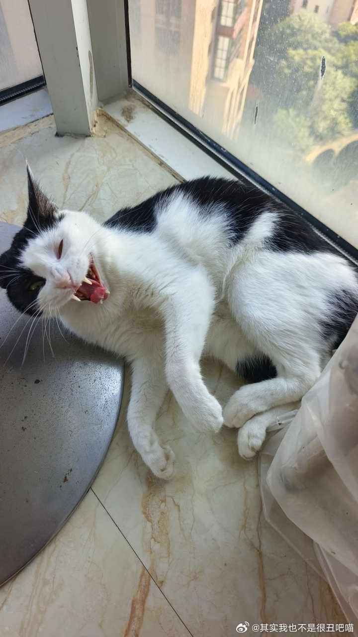 50119【丑猫】朋友家的赖皮蛇 