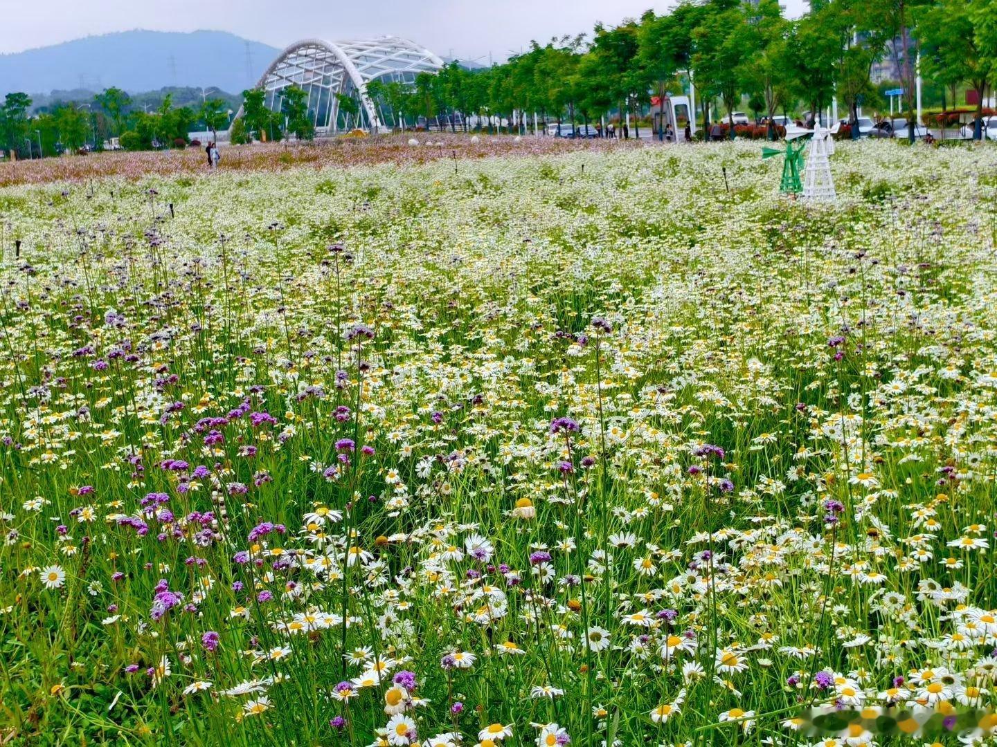 随手拍 城市公园里花花草草很美，各色花儿热热闹闹开得正旺。用眼睛寻找美丽山美水美