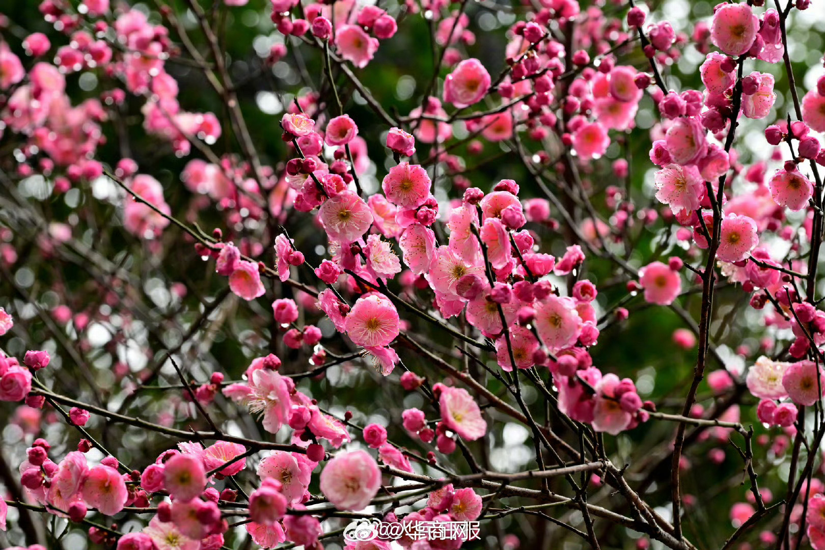 #三秦暮鼓# 【#梅花绽放壁纸#】2月2日，浙江金华，一株株早春红梅、龙游梅和绿