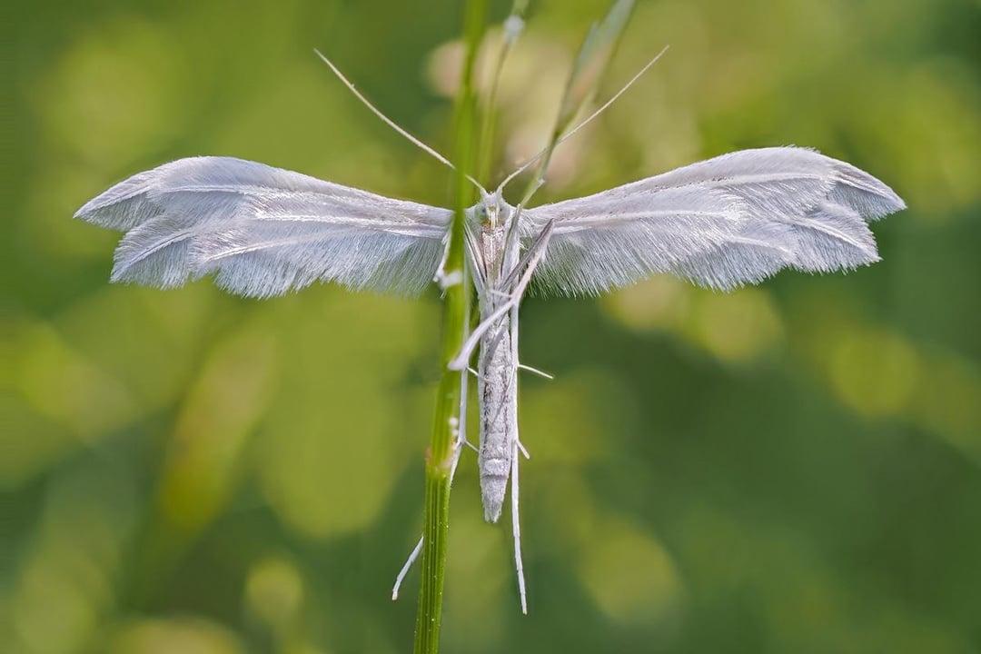 这可不是蚊子，是白羽蛾（White Plume Moth），翅膀像羽毛一样分叉，