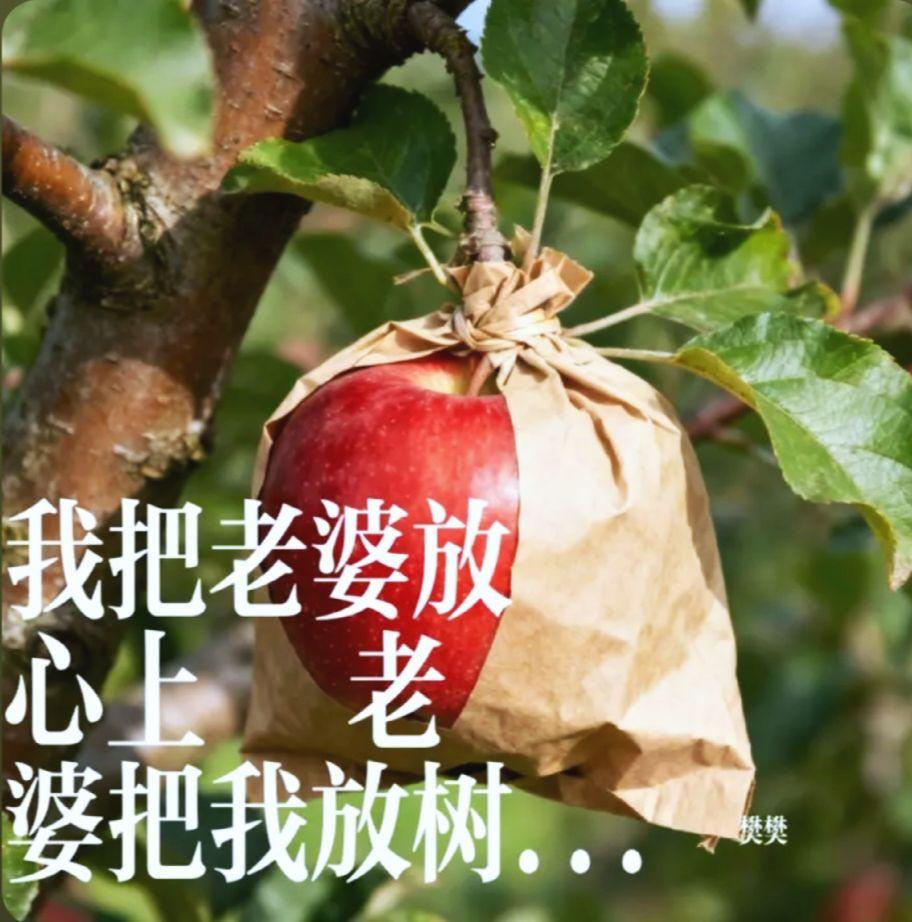 我把老婆放心上 老婆把我放树顶男人为啥要娶媳妇 男人娶妻难的原因 种苹果 农民娶