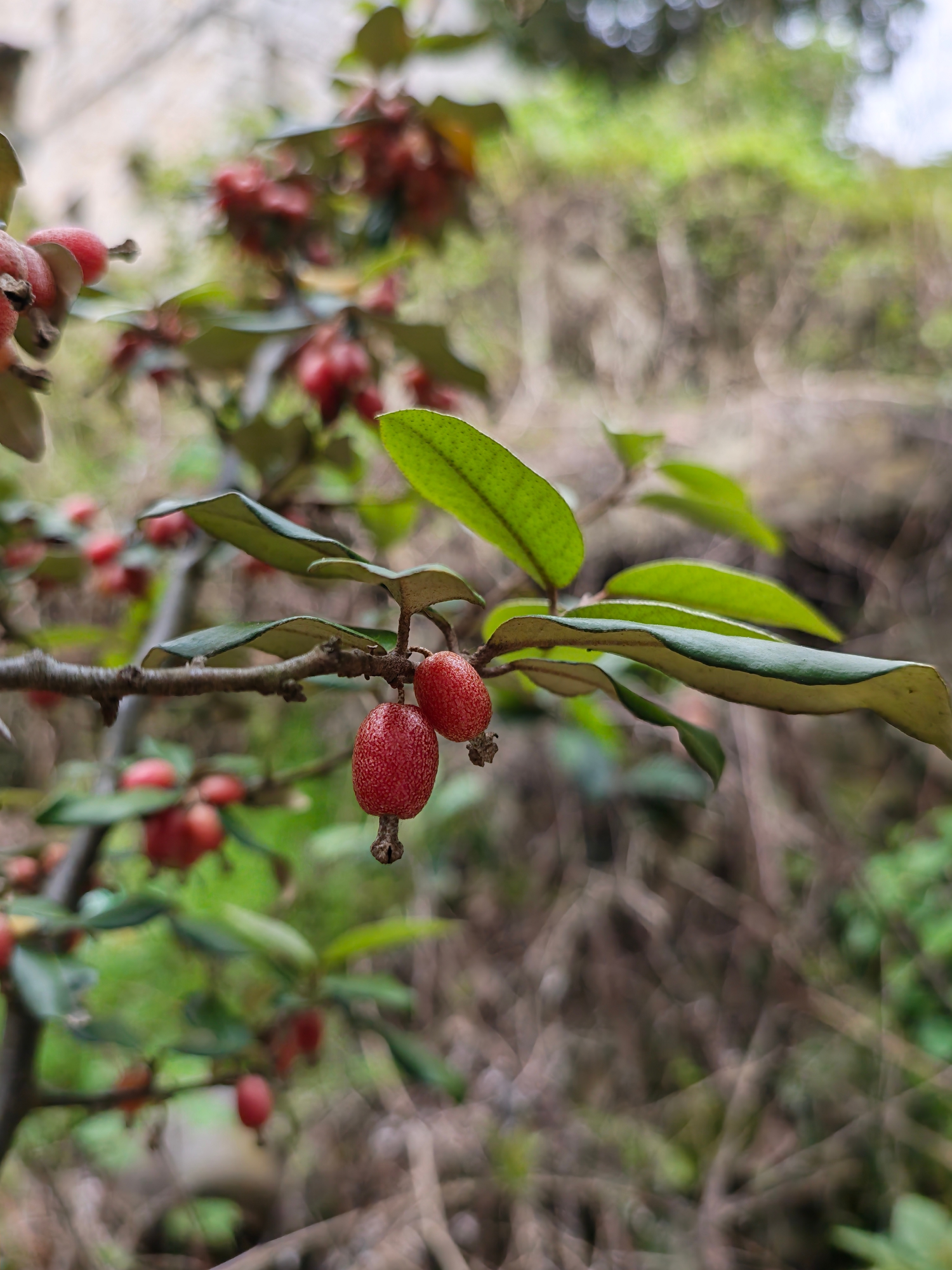 清明是念念不忘也是生生不息扫墓 顺便踏青 挖野葱把大黄热成法斗了大家今天过得如何