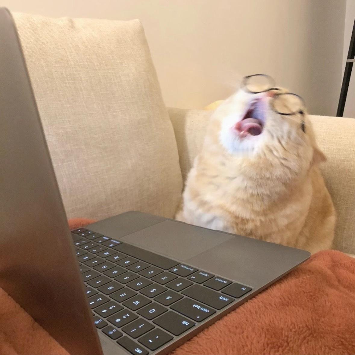 咪的假期要结束了，猫哮[抓狂] ​​​
