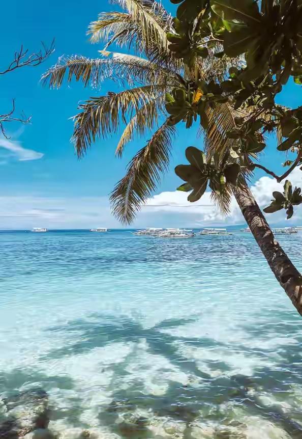 官宣落地！菲律宾1月16日起对华免签，14天说走就走解锁海岛风情
 
2026年