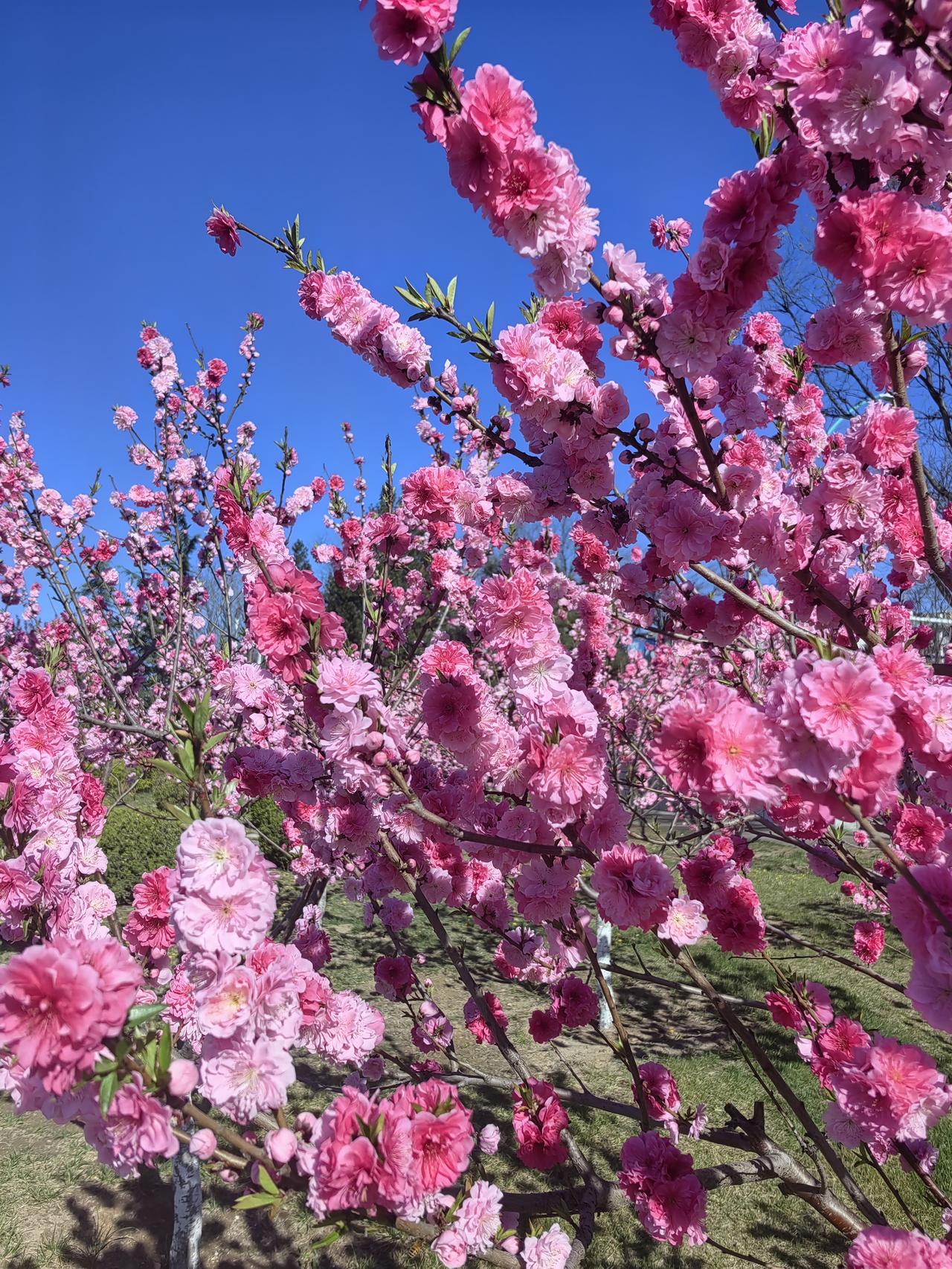 岳飞就是中国的巴顿，是民族的脊梁，是人民心目中的民族英雄，日月昭天，永世流芳。自