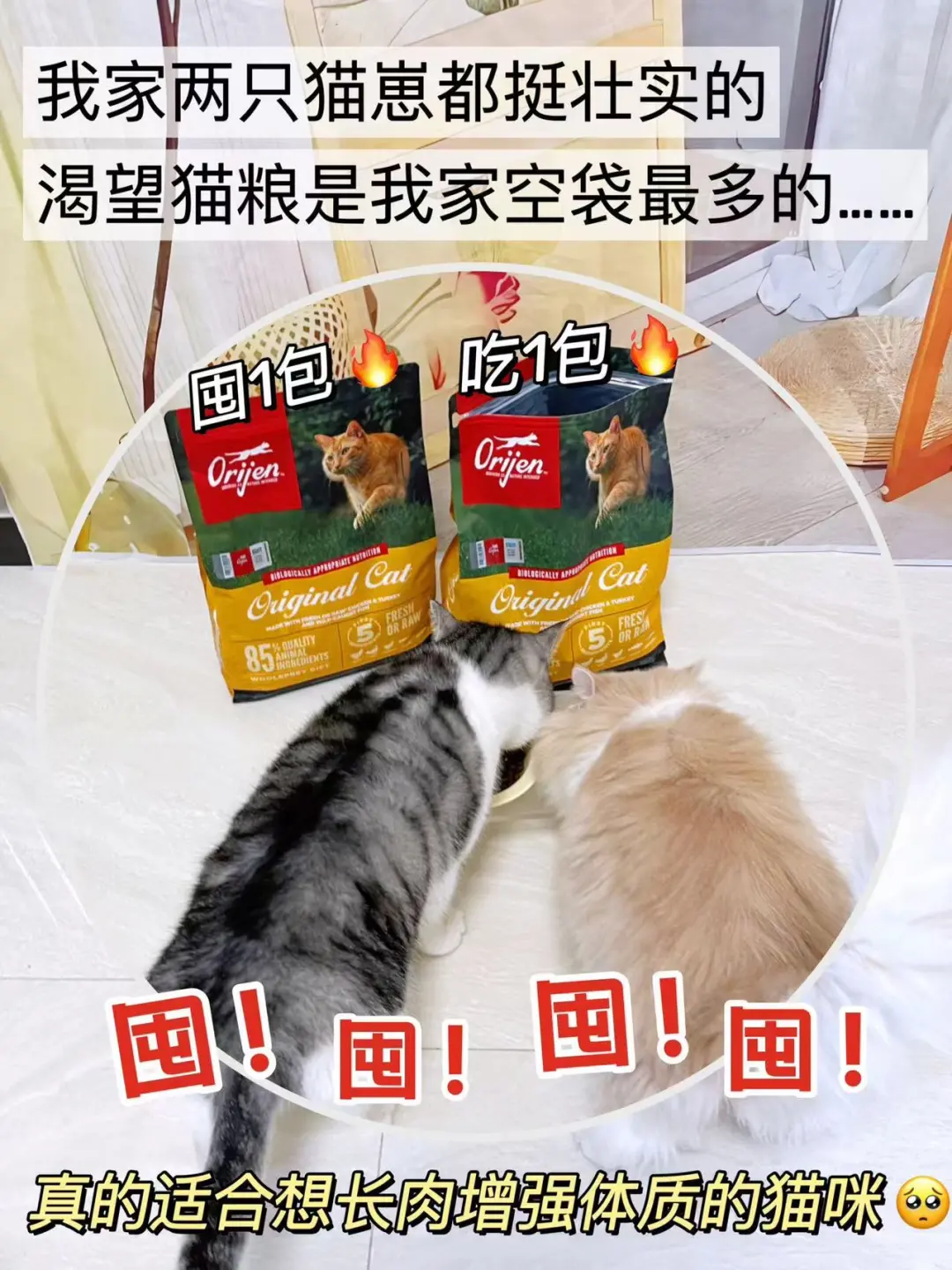 新手接猫到家！恰逢双十一是种什么体验？