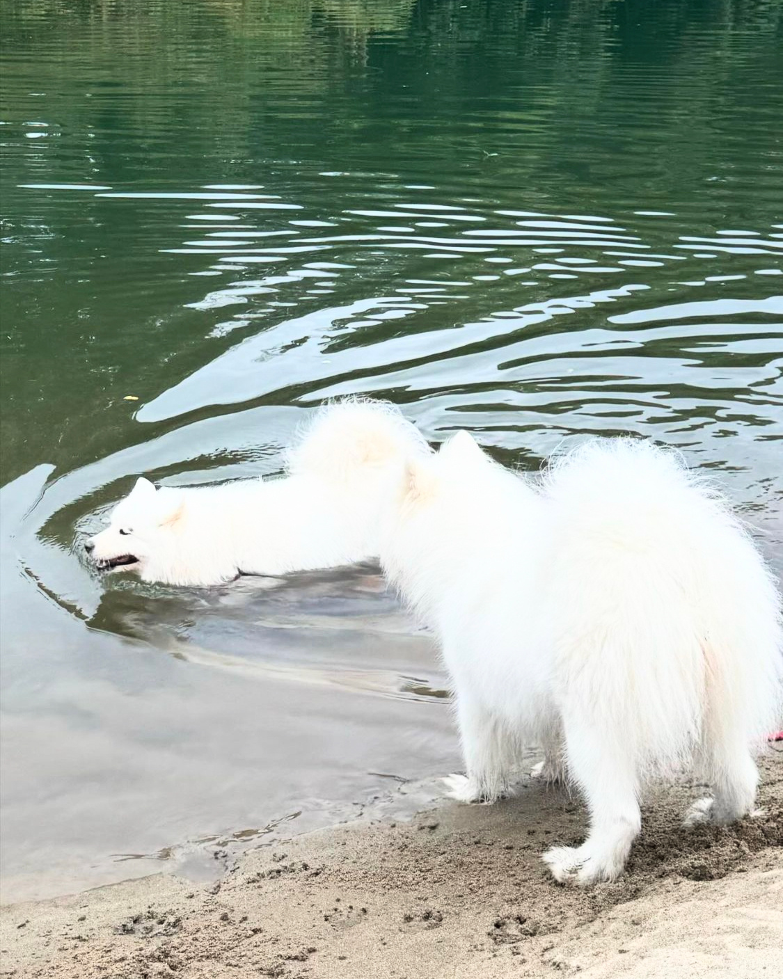 白毛浮绿水 ​​​