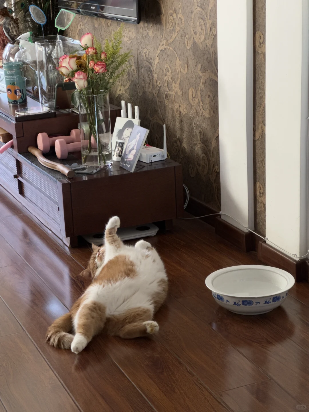 猫好