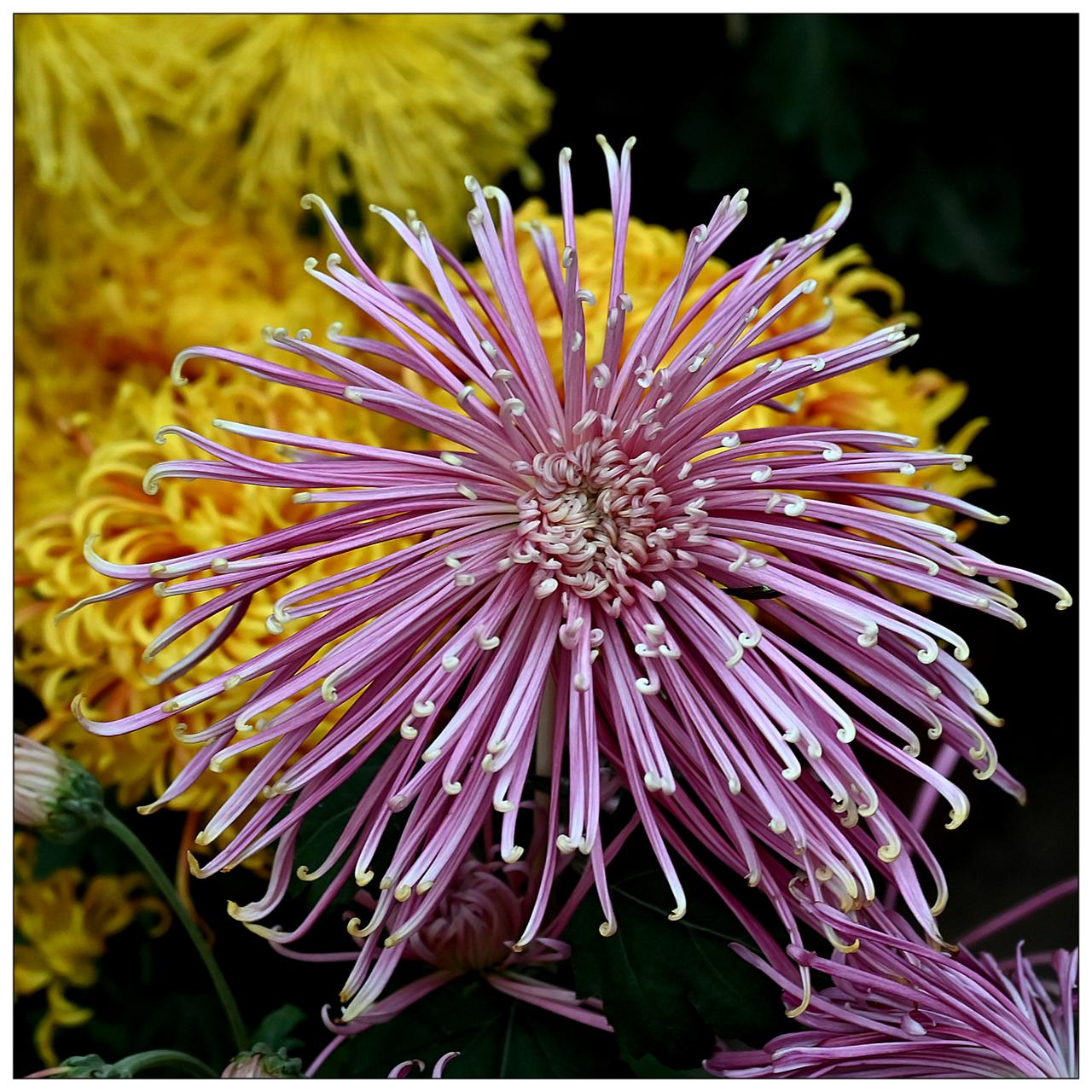 菊花