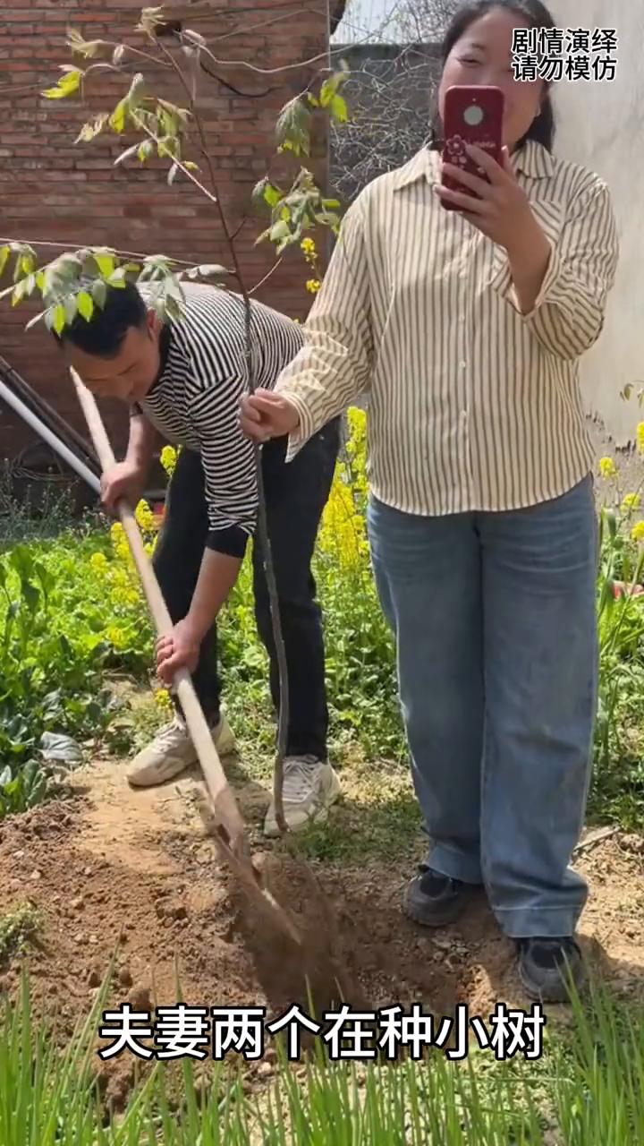 媳妇看手机入迷，不小心把小树踩断了，下一秒丈夫的做法也是绝了。
夫妻两个在种小树
