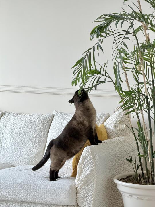 不建议猫咪和绿植一起养