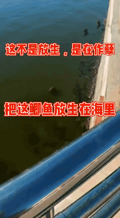 这样放生不是胡来吗？😡