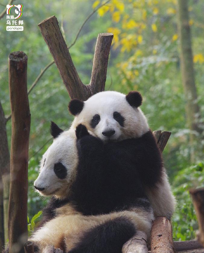 #和叶花花原来是姐妹# 之前被误认为是雄性的大熊猫和叶子实际上是雌性。这确实是2