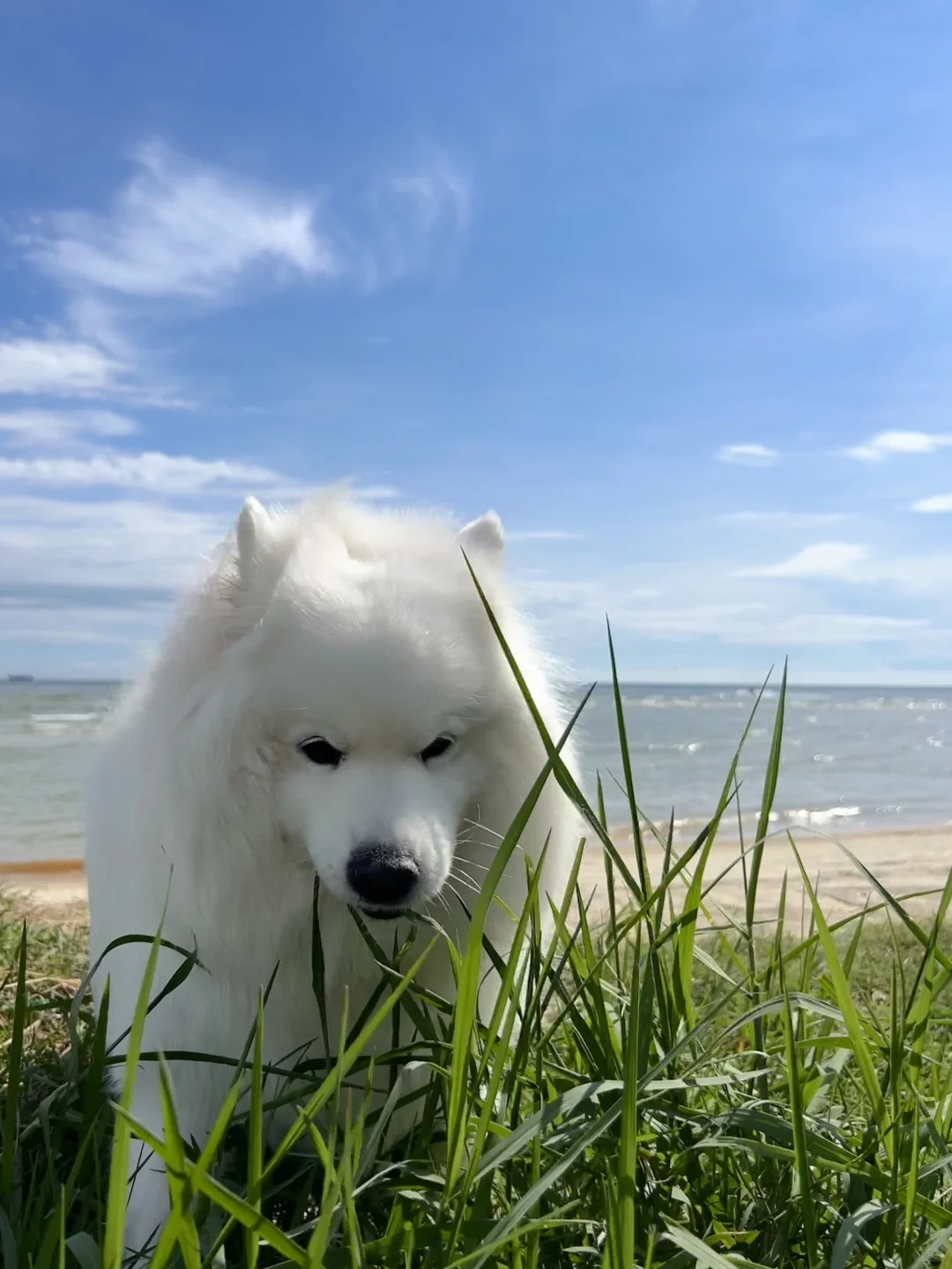 耶师傅的野外食谱