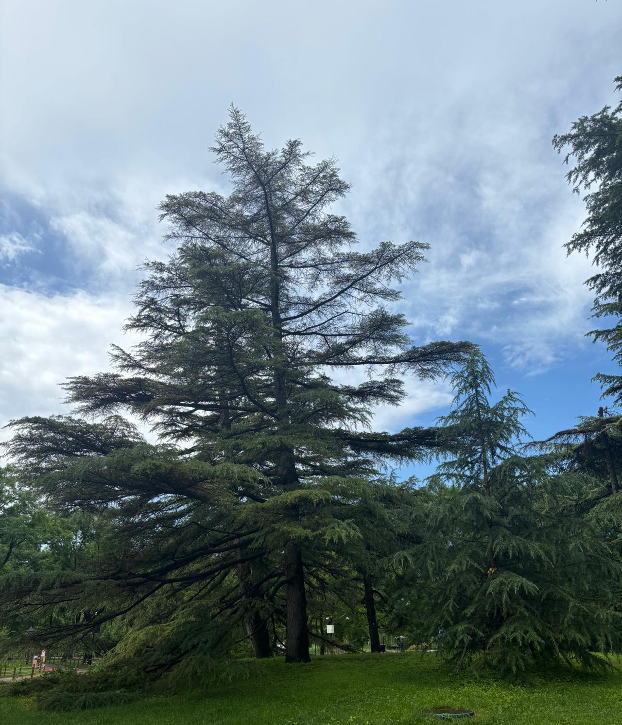 西山游记

青云/随赋
初登峰顶景尤殊，名株含情入画图；
露缀青枝凝碎玉，风梳绿