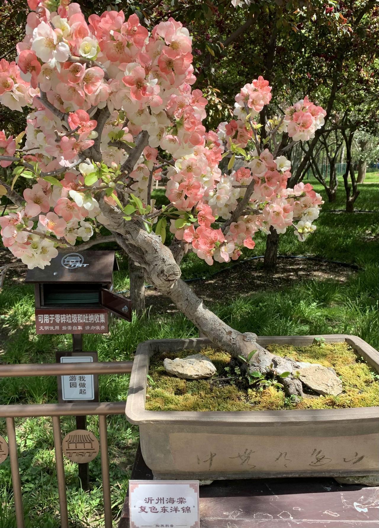 陶然亭公园打卡，海棠花盛开的季节，秀美壮观的盆景，醉了！
鲜花 花与生活