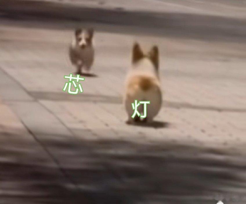 #邓伦# 十万黑子跳梁小丑式蹦跶一年多，灯芯一见了面，一瞬间，樯橹灰飞烟灭……坑