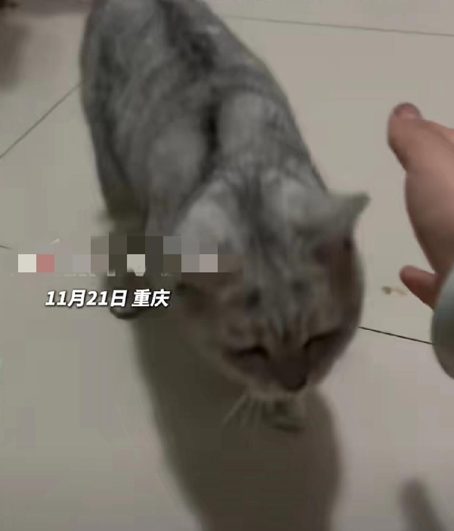 心软的神！近日，重庆家住9楼的钟女士在家门口看到一只猫咪，钟女士以为是谁家的猫咪
