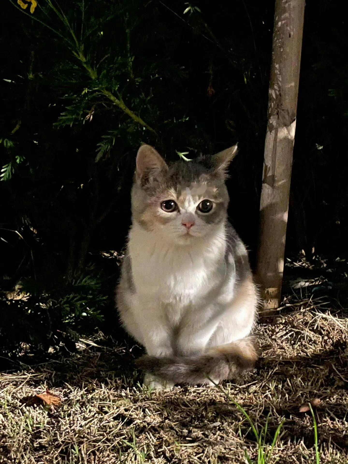 【脏脏包】脏脏包小猫：可以到你家借宿一宿吗🥹 