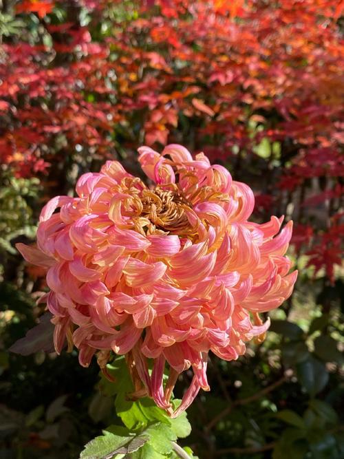 上联：不嫁春风，驿外梅花偏等雪；
下联：只恋秋雨，槛内菊花抱香死。