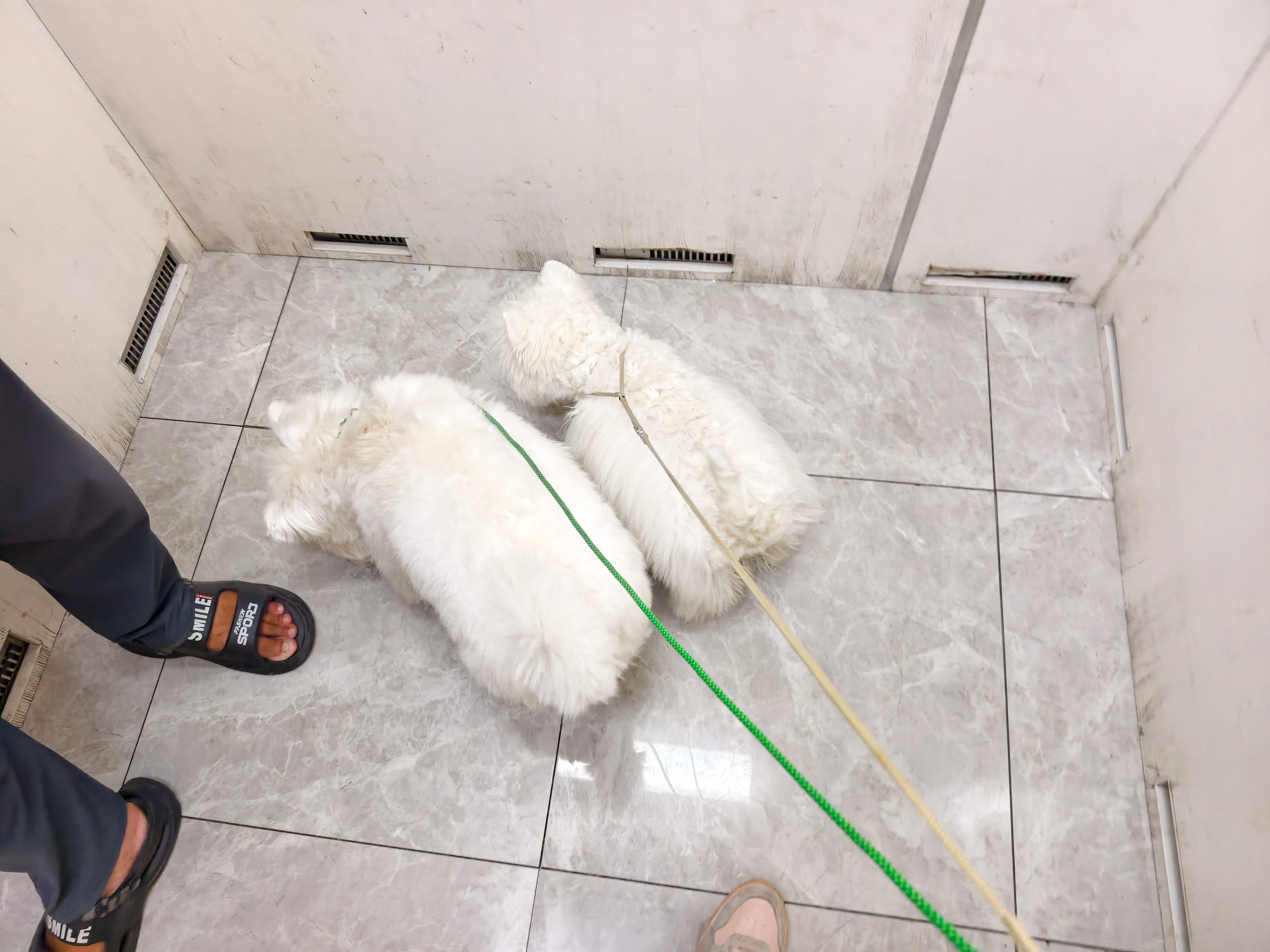 带着两个小可爱出门遛弯啦西高地萌宠 ​​​
