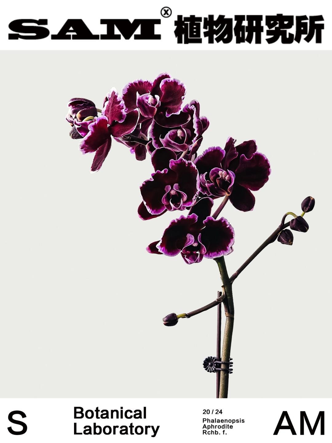 拉丁舞裙｜Phalaenopsis Aphrodite Rchb. f.