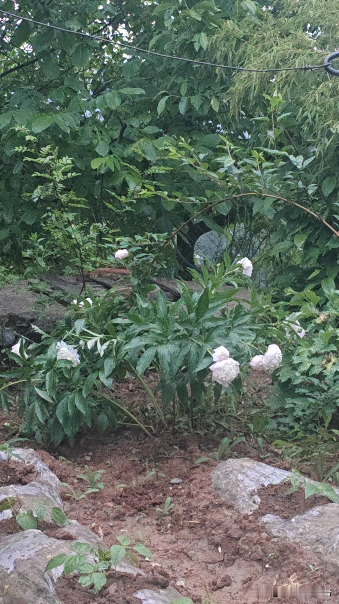 清明节之后，到立夏后又回到老家，此时是农历三月廿七，万木蓬勃，大地已被浓浓的绿色