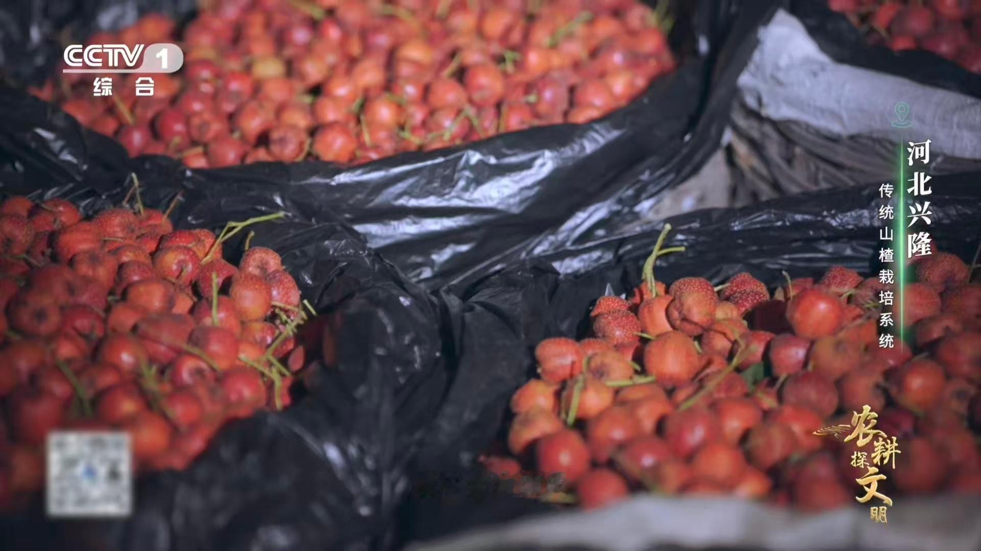 山楂变甜前要闭关数月原来山楂也讲古法窖藏 一场关于甜蜜的闭关修行。在传统石窖中，