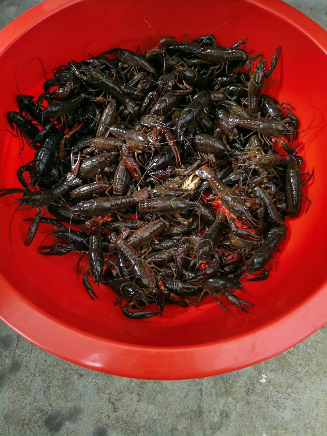 还有几天就清明节放假了，老家准备好的鳝鱼，泥鳅，龙虾，还有螺丝都在等着我们。想想