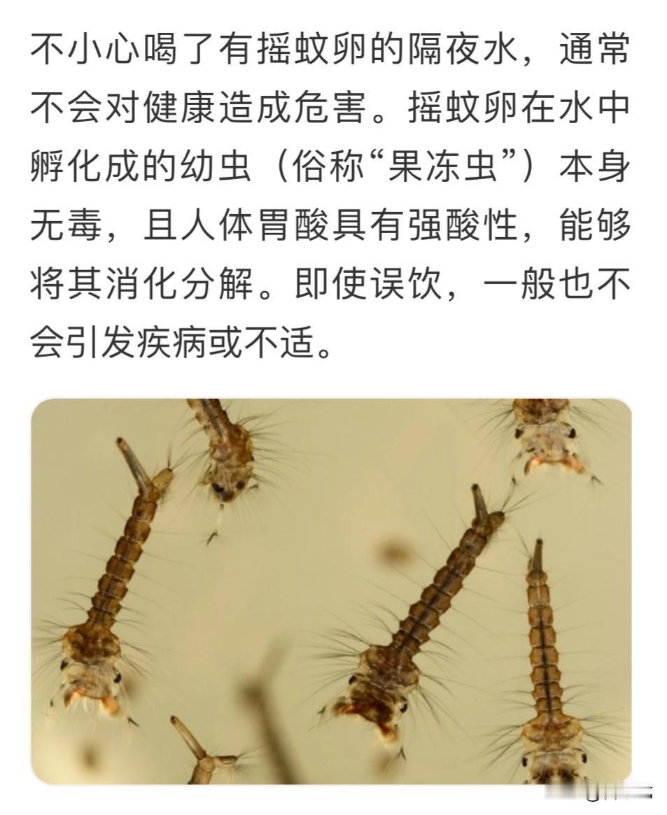 不小心喝了有摇蚊卵的隔夜水会怎样