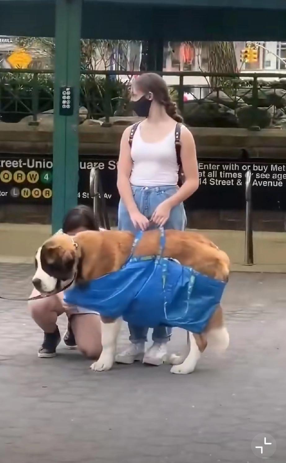 纽约地铁规定，所有的宠物必须放进袋子里才能带上车,结果.....
感觉狗子们都很