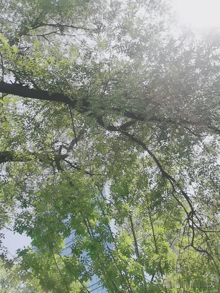 夏天的最后一个节气大暑，今天如期而至。大暑是滚烫的，“大者，乃炎热之极也”，似火