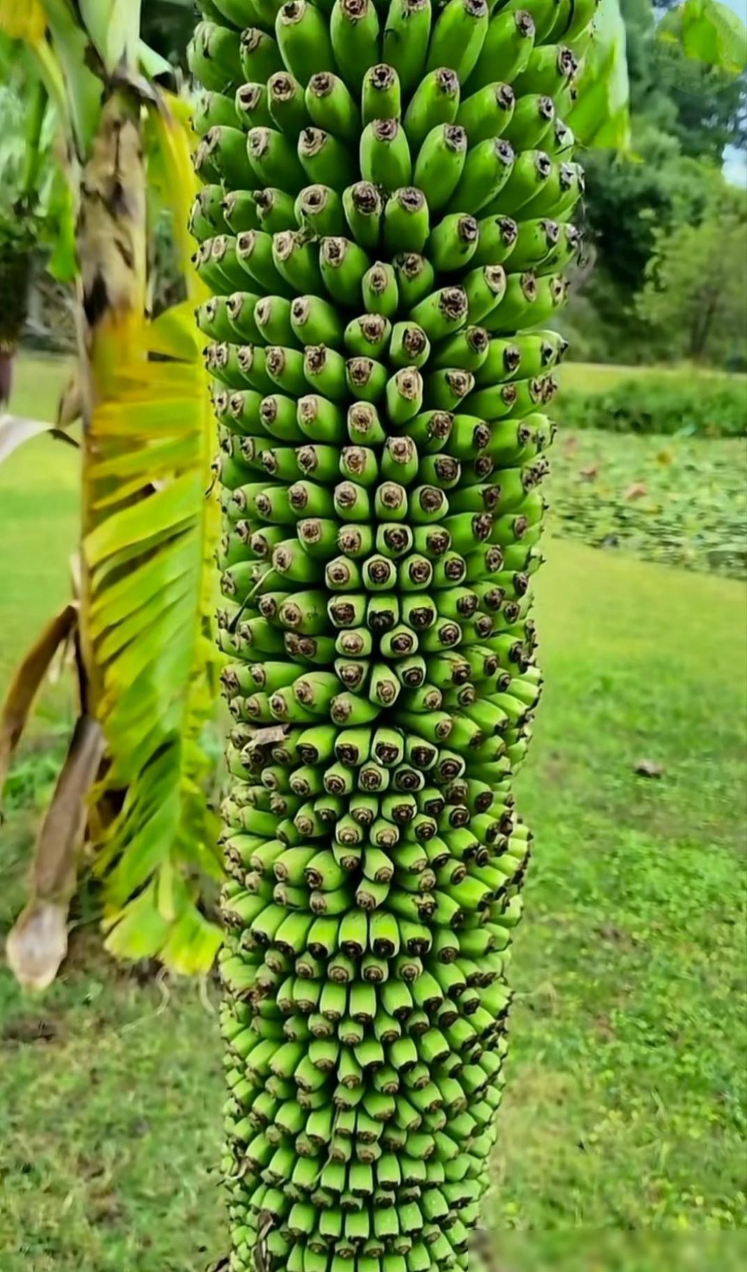 这是什么类型的香蕉呀？难道这香蕉是专门来报答恩情的吗？