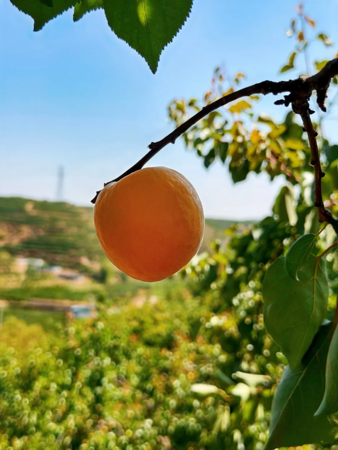 种在高海拔的蜜杏，能吃到的都是幸福的！