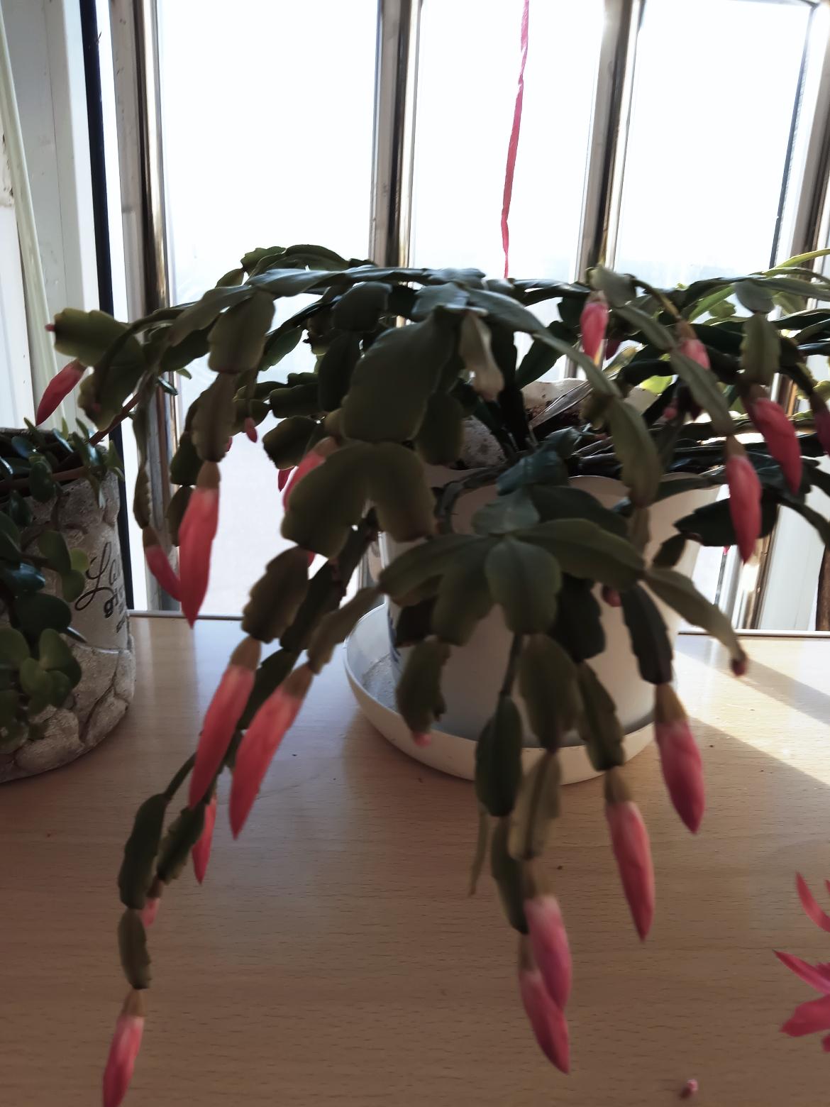 窗台上的绿植，阳光洒满整个房间，充满生机与活力。