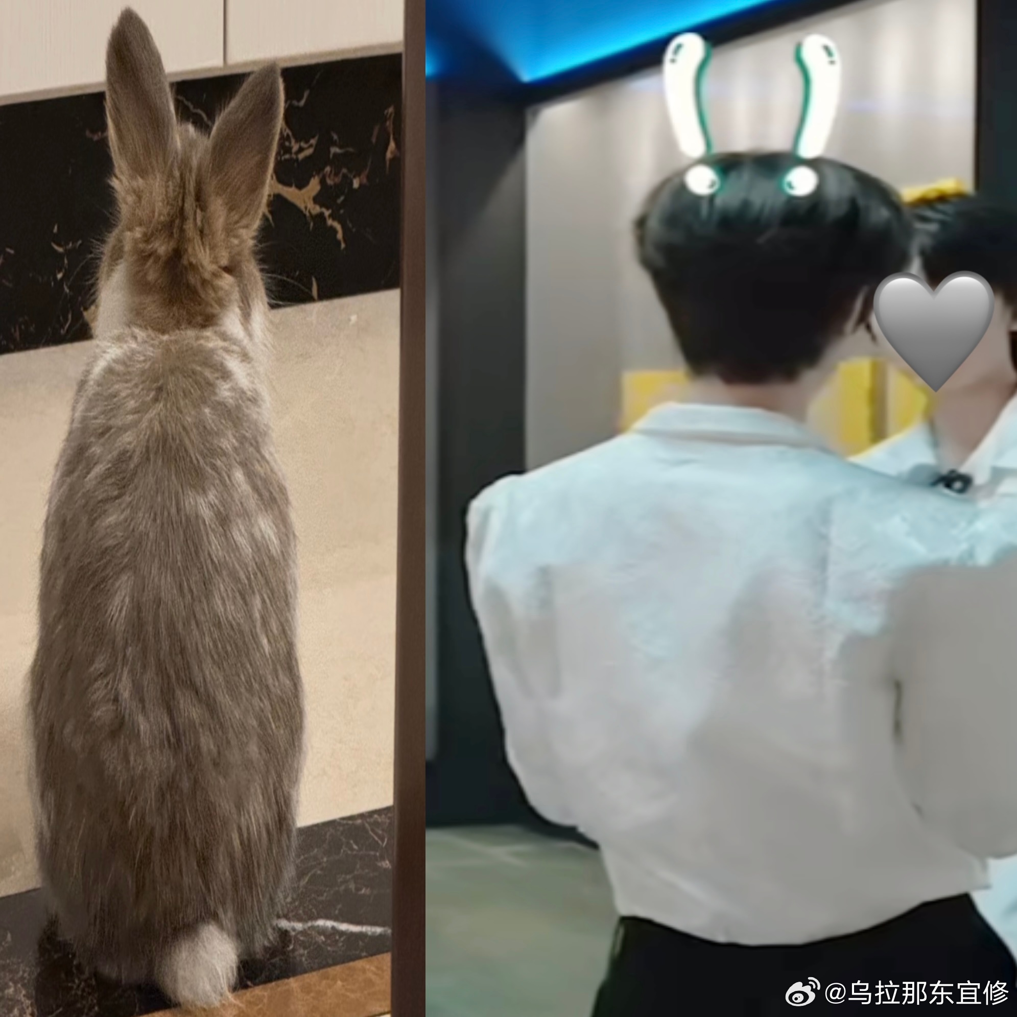 这个就是我呀 一只萌小兔 