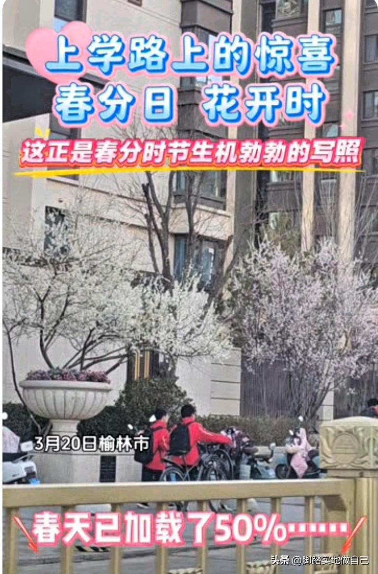 家人们快看！今年这日子也太巧了吧——春分正正撞上二月二龙抬头，咱榆林娃的上学路直