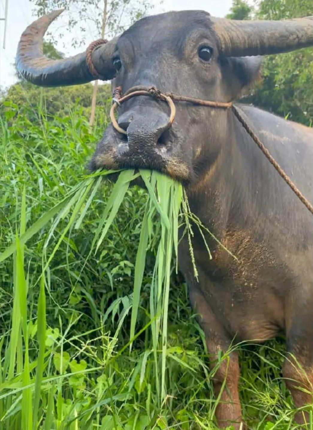 基本盘要和牛牛比蛋白质摄入量？牛牛每天可以吃自身体重15%的青草，1000斤的普